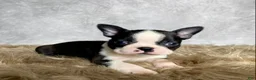 Boston Terrier dogs for sale: Leo - Ad 8