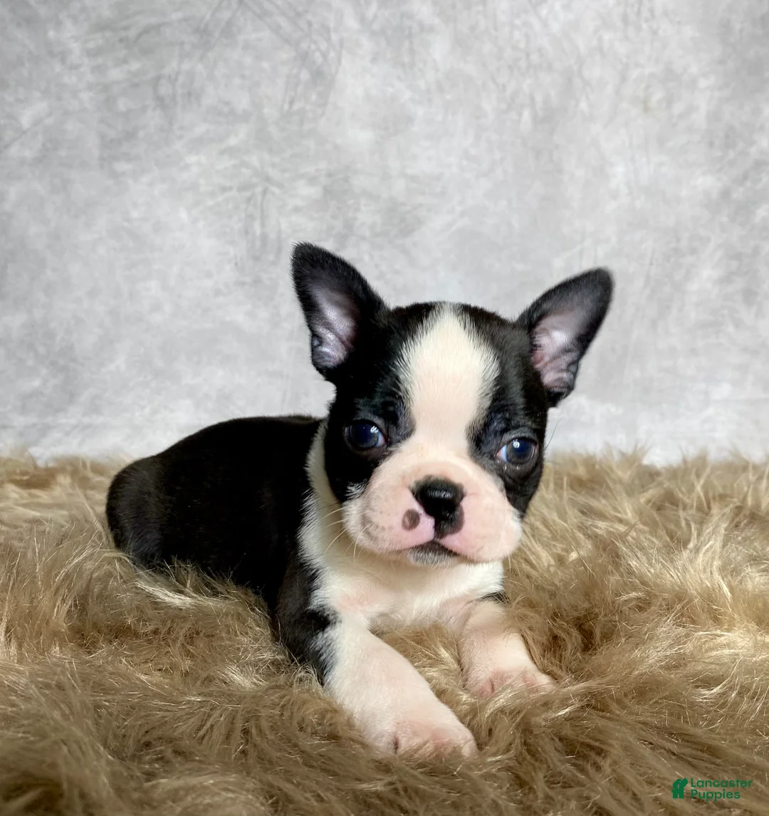 Boston Terrier dogs for sale: Leo - Ad 8