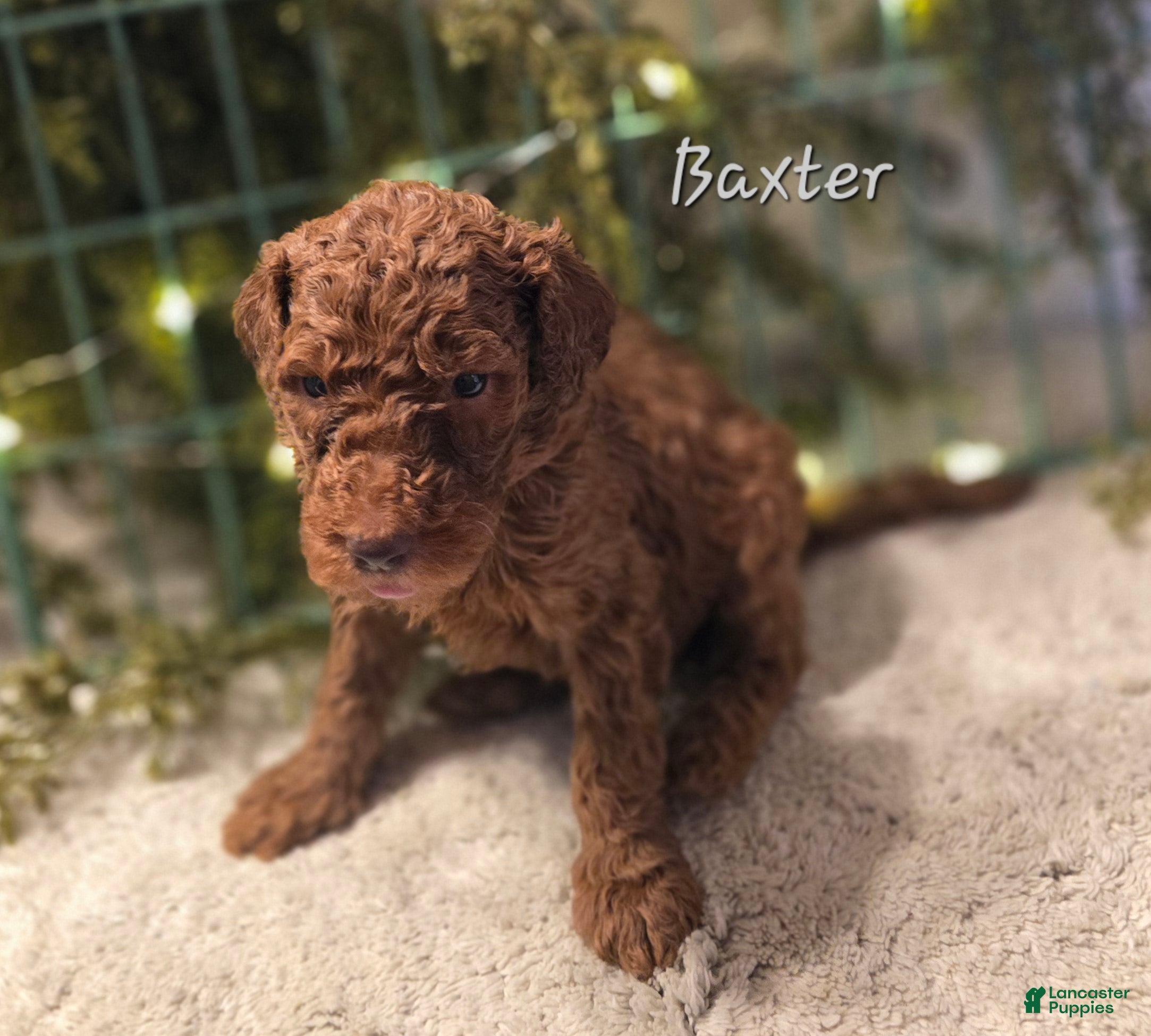 Goldendoodle dogs Goldendoodle Puppy 8 - Ad 36