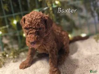 Goldendoodle dogs Goldendoodle Puppy 8 - Ad 36