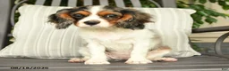 Cavalier King Charles Spaniel dogs for sale: Kentucky - Ad 3