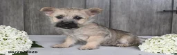 Cairn Terrier dogs for sale: Amber - Ad 10