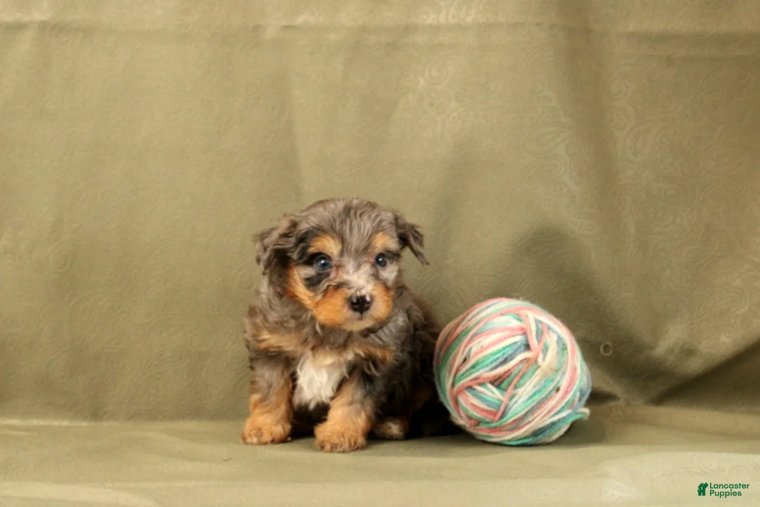 Mini Bernedoodle dogs for sale: Clay - Ad 2
