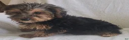 Yorkiepoo dogs for sale: Ziggy - Ad 6