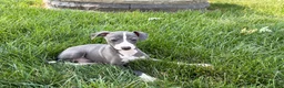Italian Greyhound dogs for sale: Shanna  - Ad 6