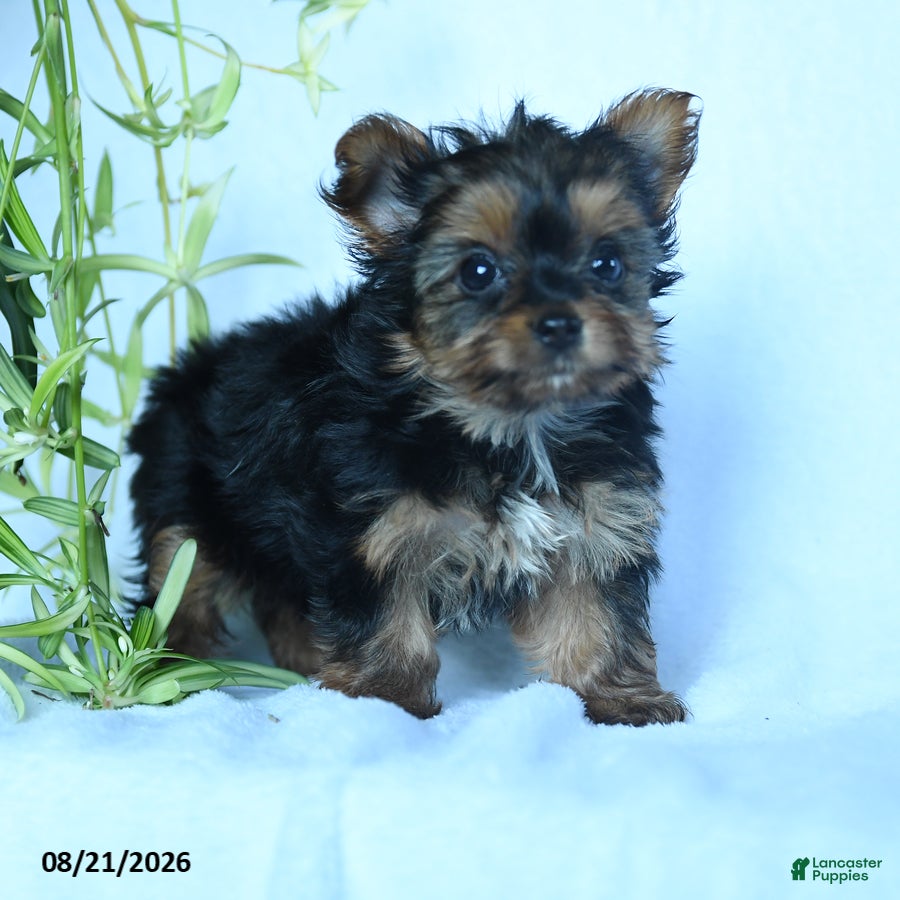 Yorkshire Terrier dogs Skittles - Ad 2