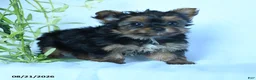 Yorkshire Terrier dogs for sale: Skittles - Ad 2