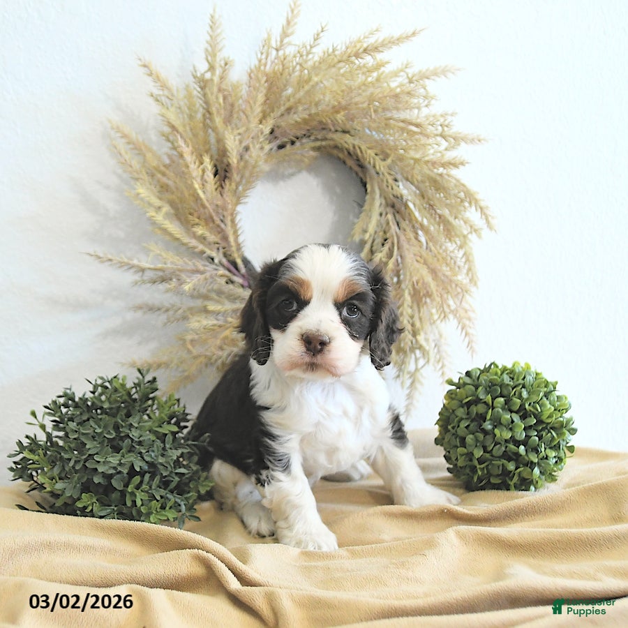 English Cocker Spaniel dogs Bella   - Ad 2