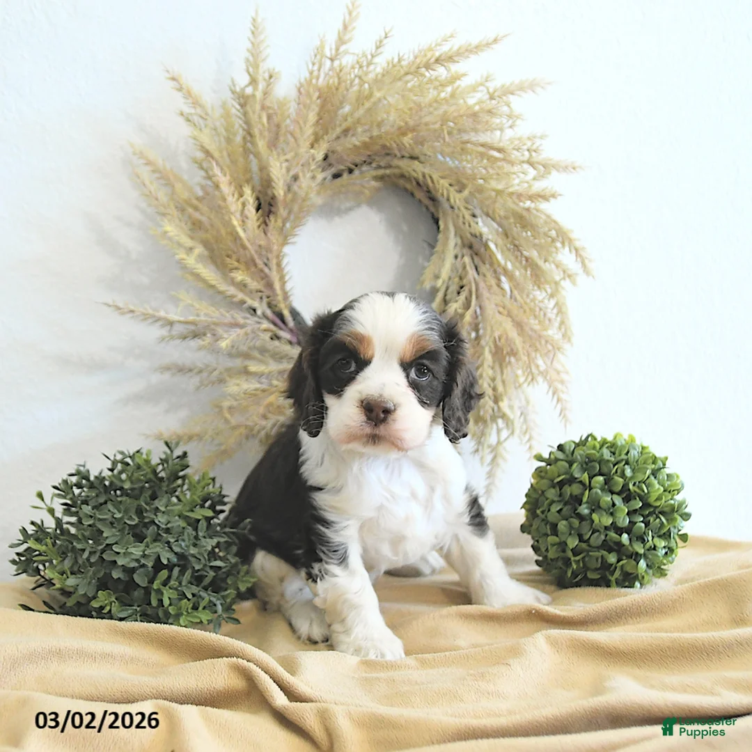 English Cocker Spaniel dogs for sale: Bella   - Ad 2