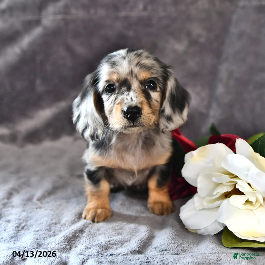 Miniature Dachshund dogs for sale: Cashew - Ad 2