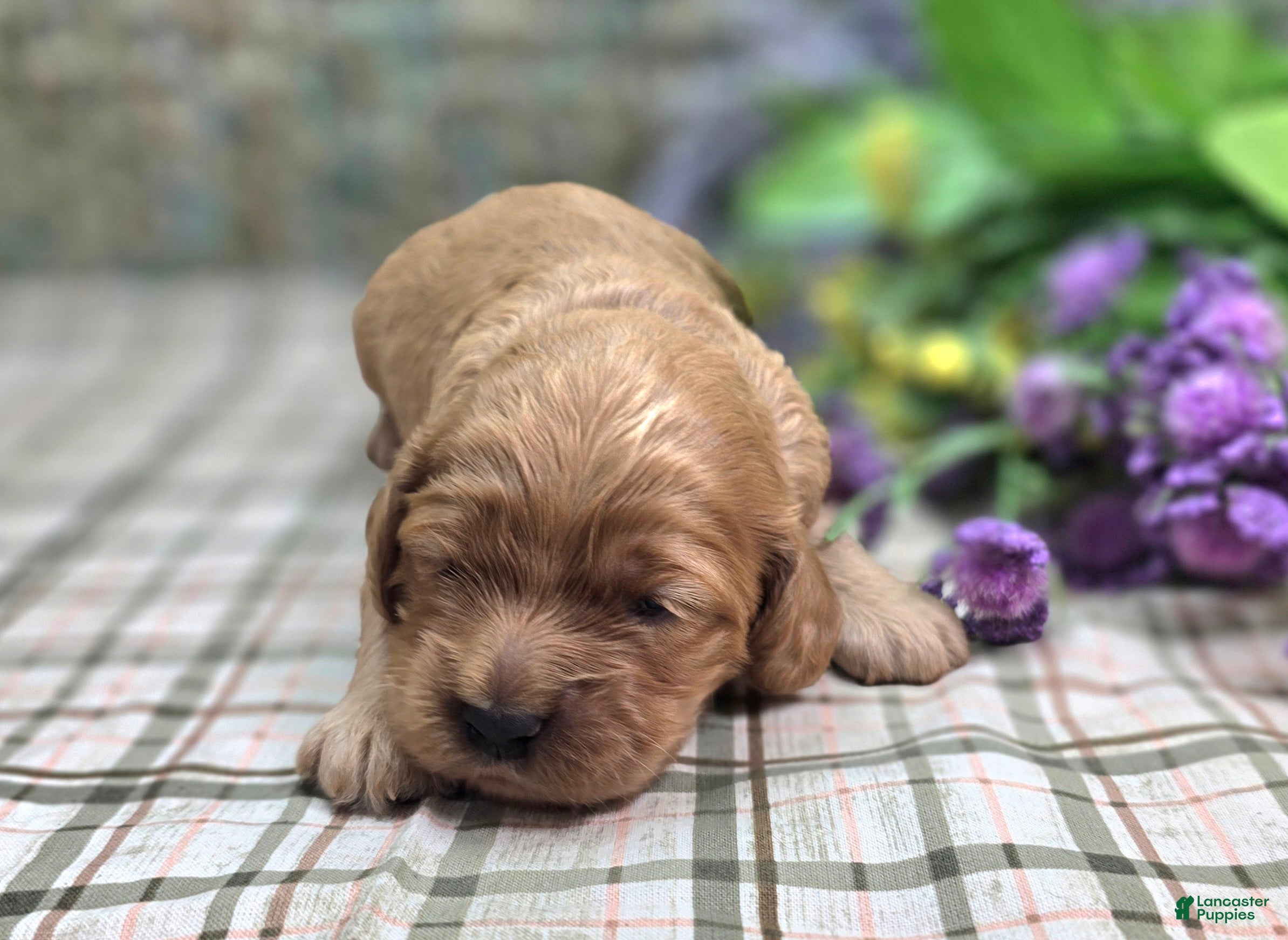 Cockapoo dogs Rana - Ad 7