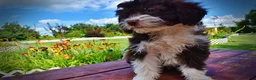 Havapoo dogs for sale: Diva - Ad 16