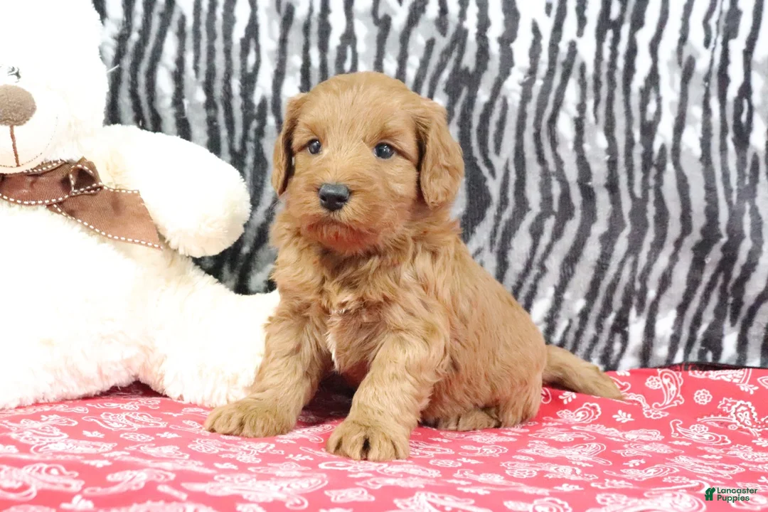 Mini Goldendoodle dogs for sale: Buddy - Ad 1