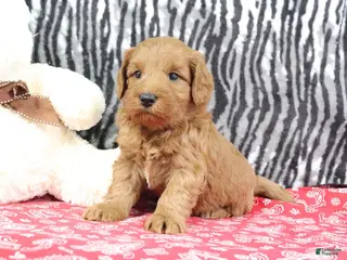 Mini Goldendoodle dogs for sale: Buddy - Ad 1