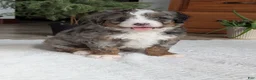 Mini Bernedoodle dogs for sale: Mini Baker  - Ad 5