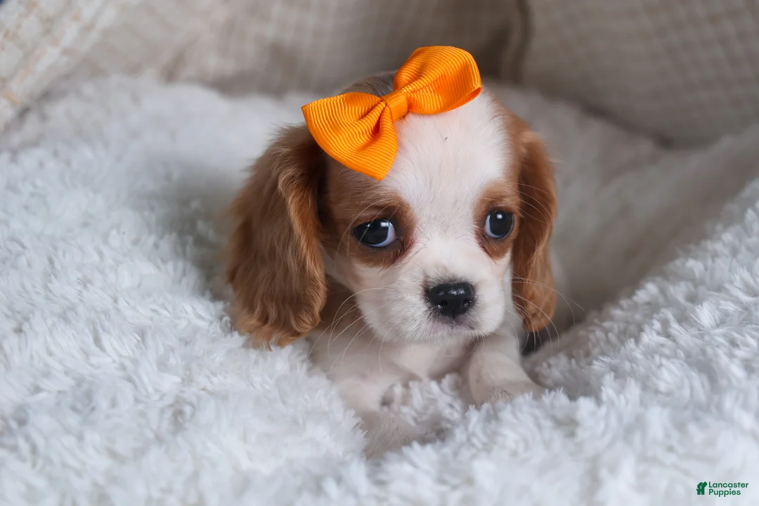 Cavalier King Charles Spaniel dogs for sale: Patsy - Ad 3