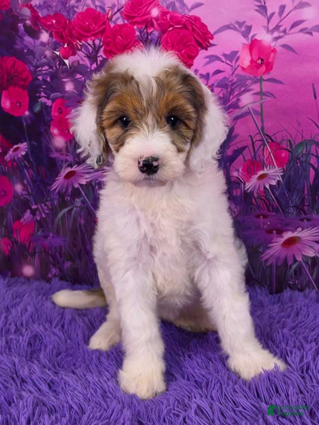 Mini Sheepadoodle dogs Summer - Ad 16