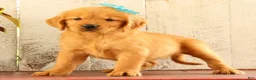 Golden Retriever dogs for sale: Nala - Ad 3
