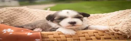 Havanese dogs for sale: Paige Havanese   - Ad 3