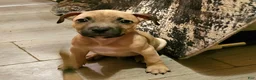 American Bully dogs for sale: Rocky - Ad 2