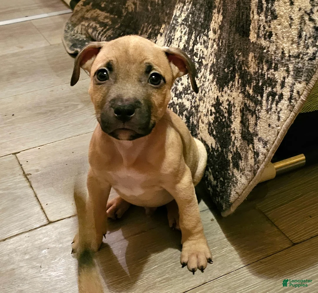 American Bully dogs for sale: Rocky - Ad 2