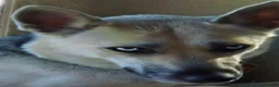Gerberian Shepsky dogs for sale: Gerberian Shepsky 4 - Ad 5