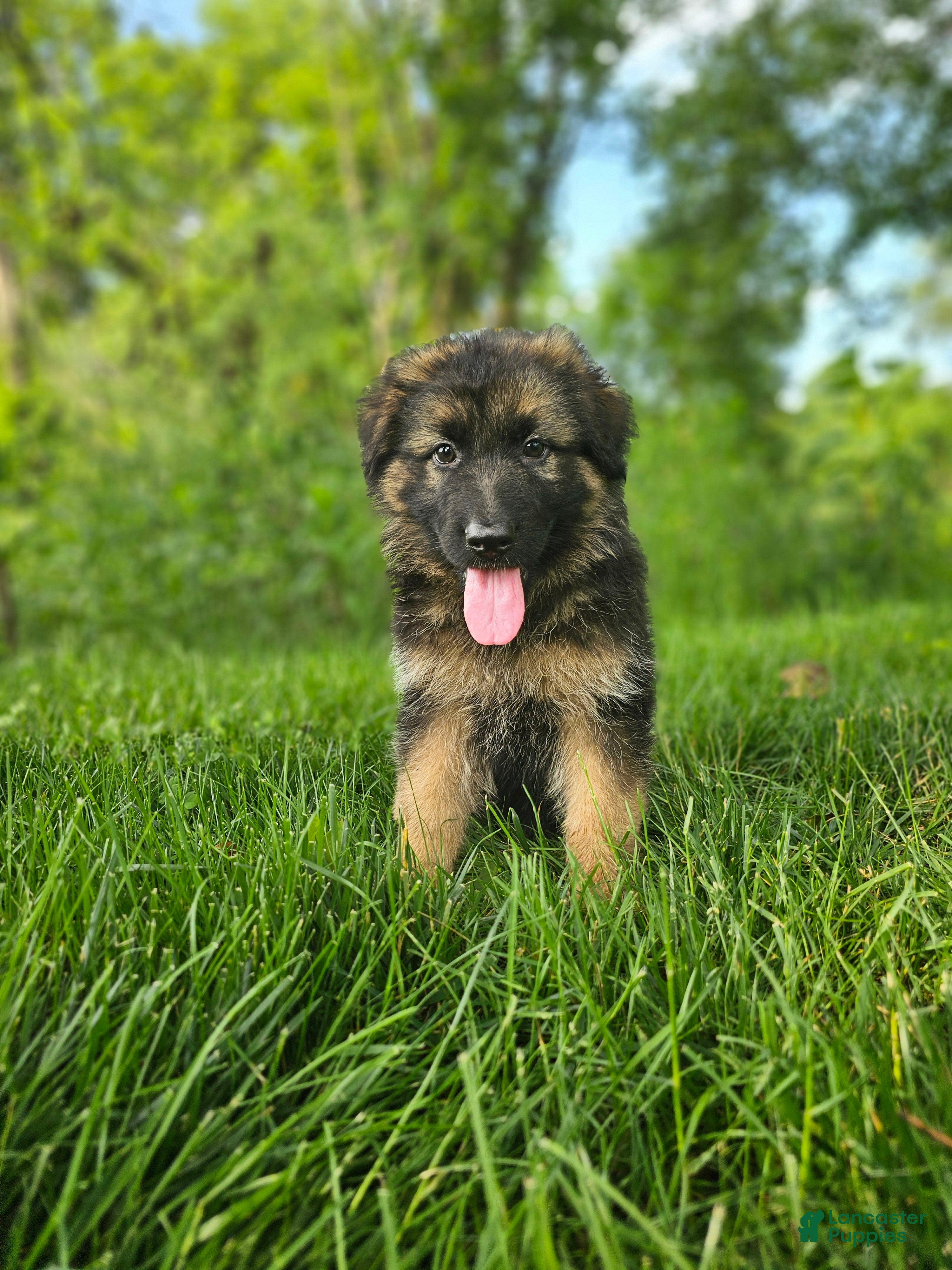 German Shepherd dogs Bruno  - Ad 1