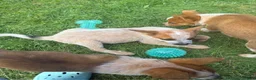 Australian Cattle Dog dogs for sale: Finnigan/Fin - Ad 3
