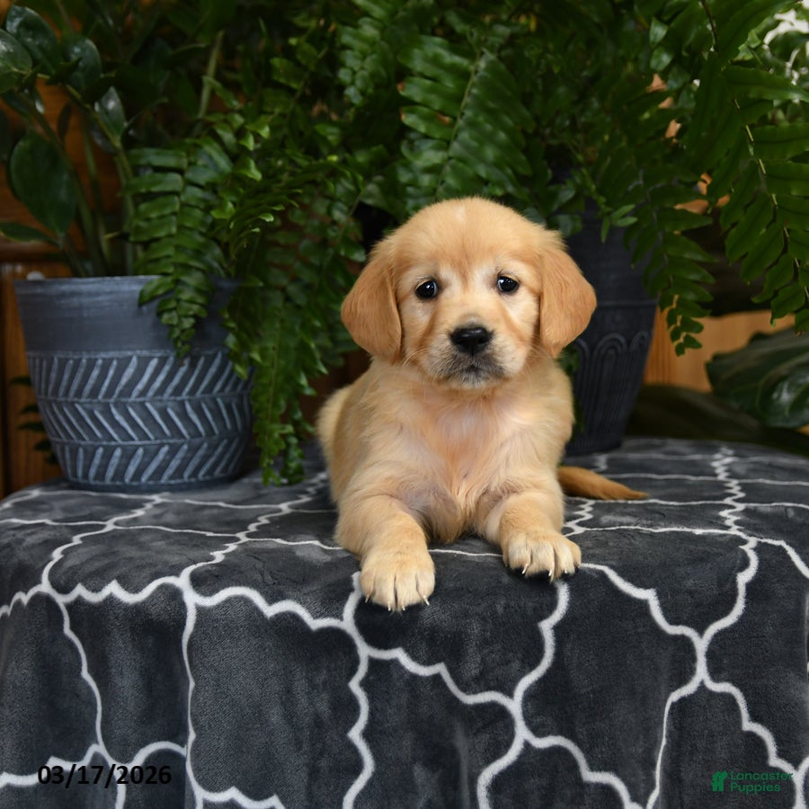 Golden Retriever dogs Hershey - Ad 1