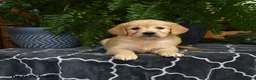Golden Retriever dogs for sale: Hershey - Ad 1