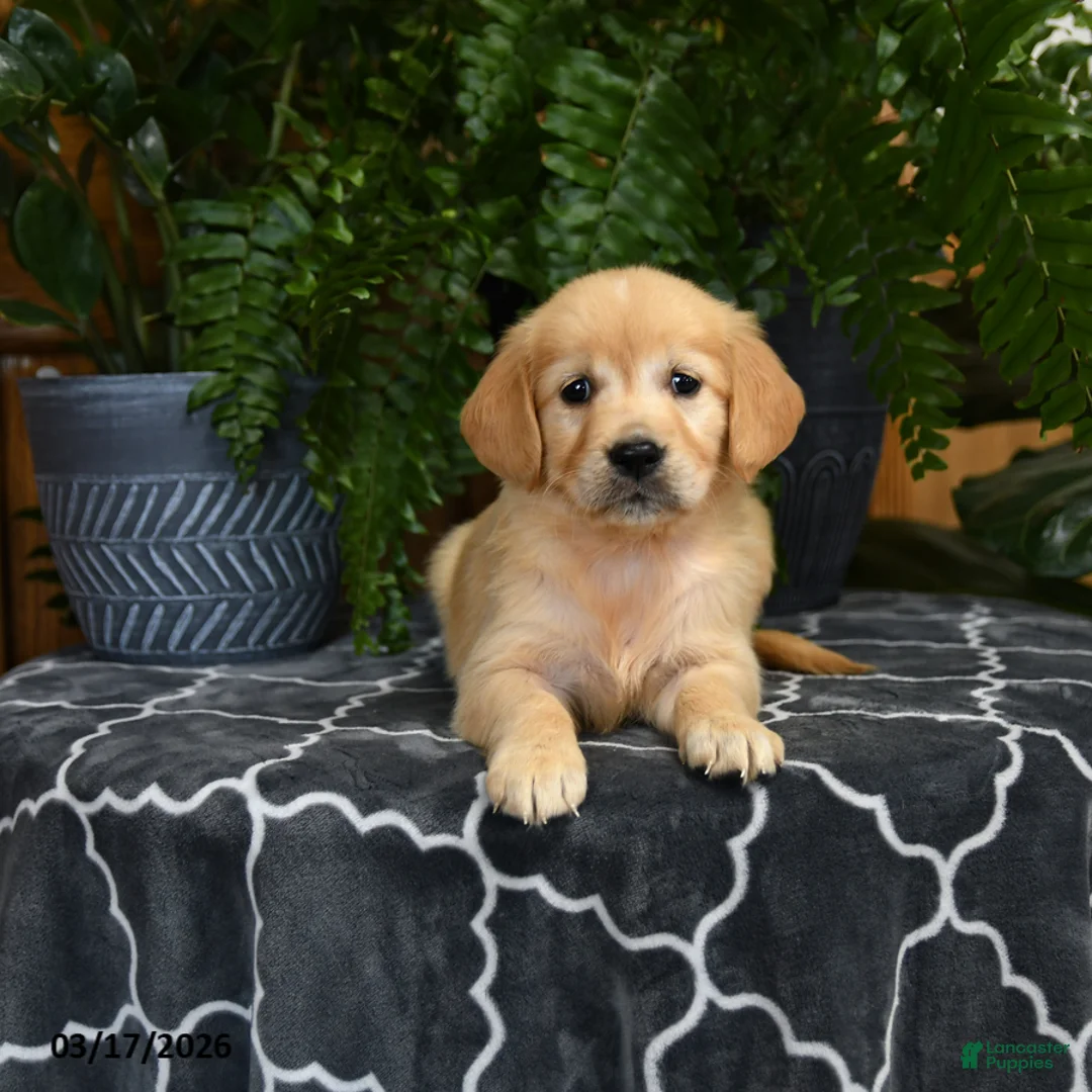 Golden Retriever dogs for sale: Hershey - Ad 1