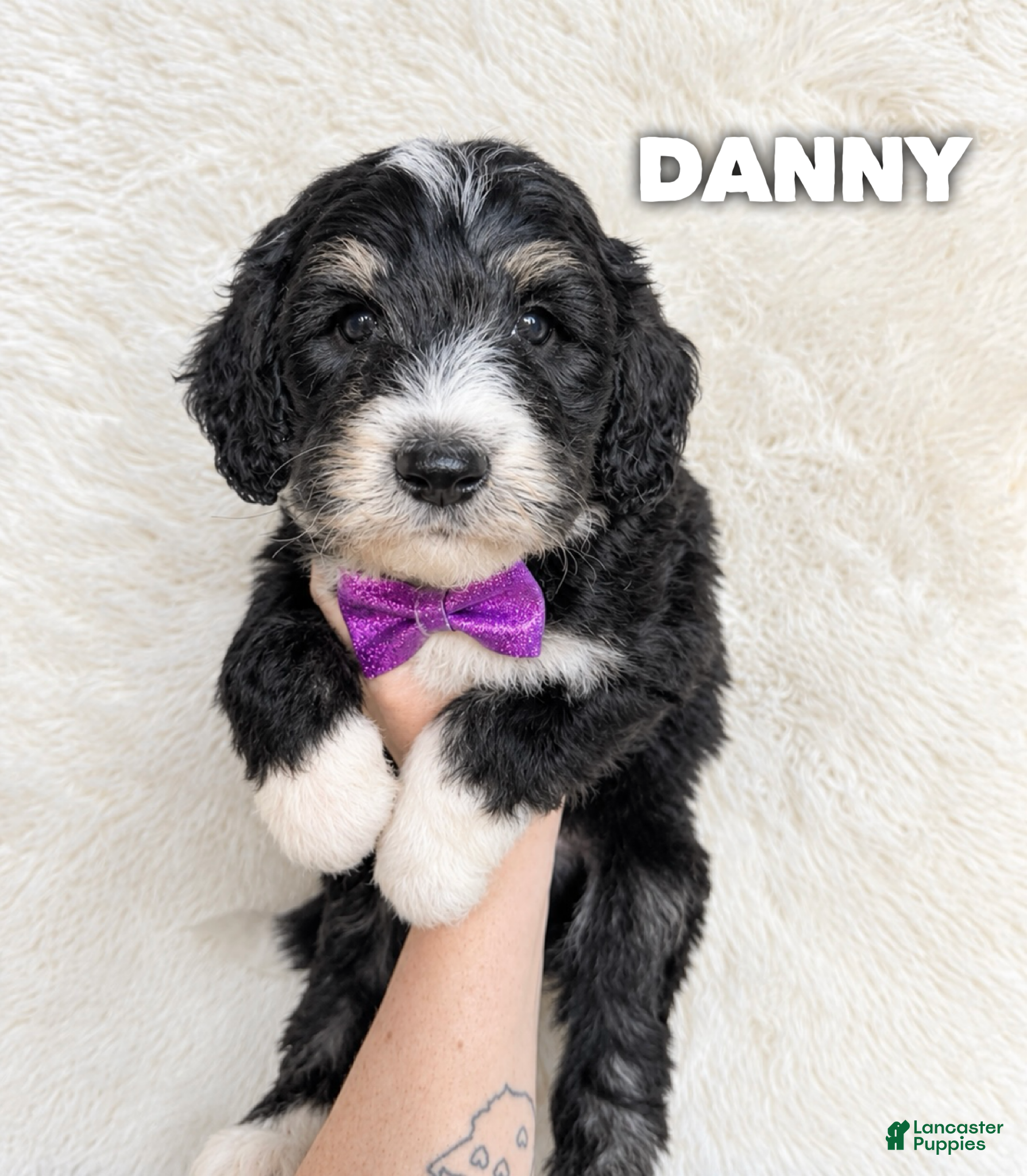 Aussiedoodle dogs for sale: Danny - standard f1b - Ad 35