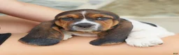Basset Hound dogs for sale: Allie - Ad 4
