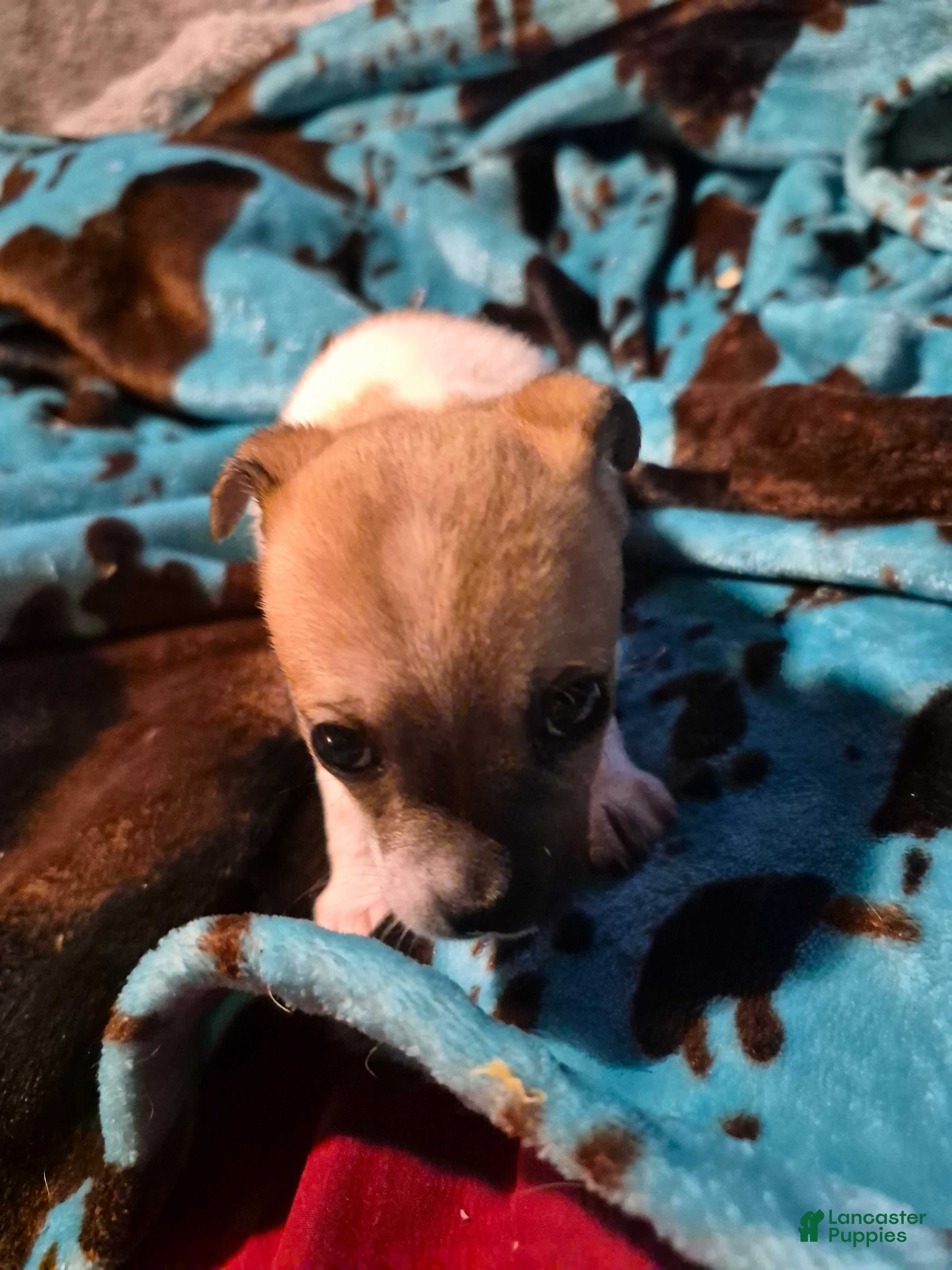 Chihuahua dogs Sophie - Ad 38