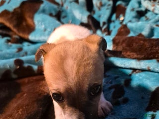 Chihuahua dogs Sophie - Ad 38