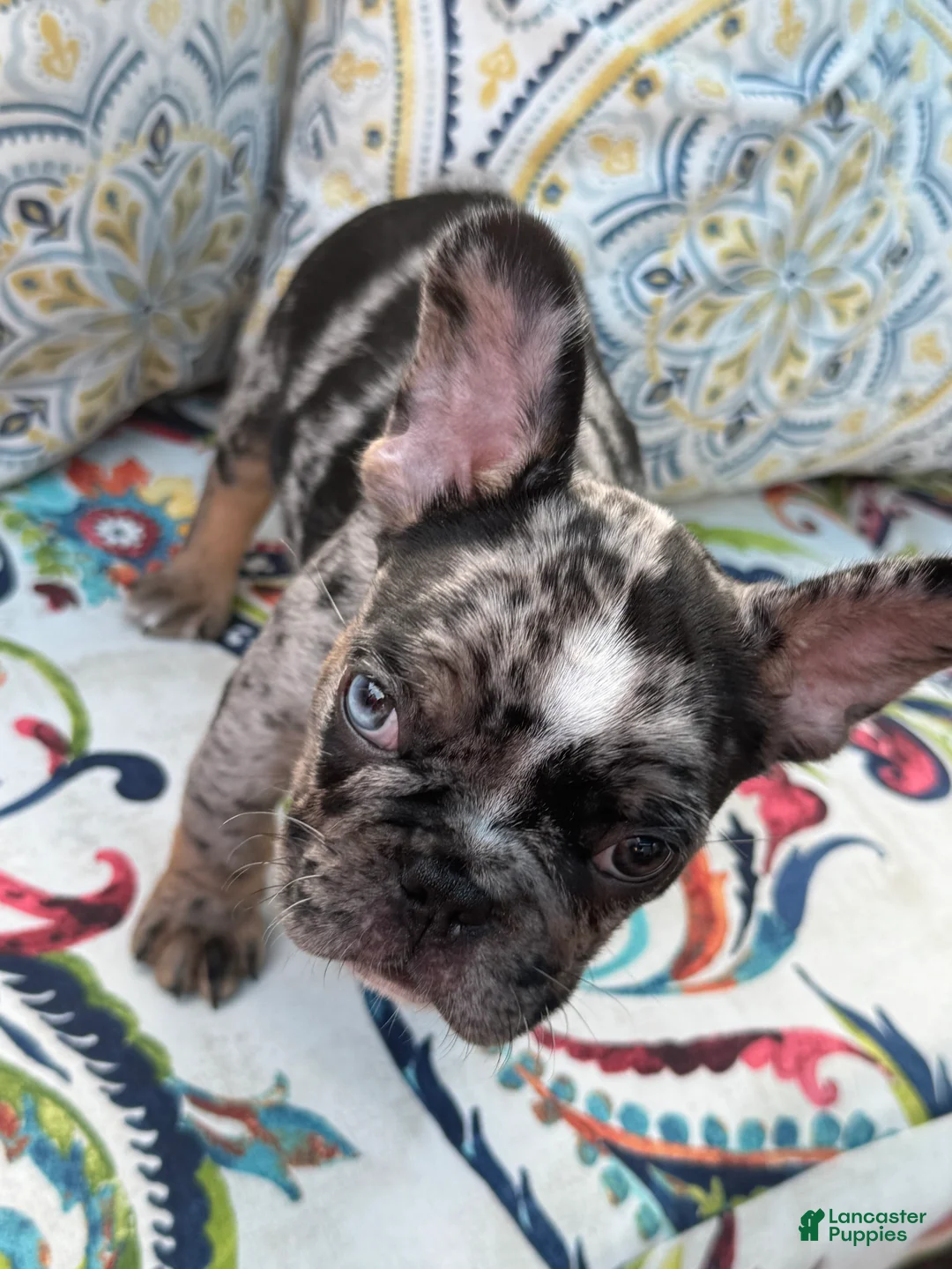 French Bulldog dogs for sale: Mellow - Ad 2