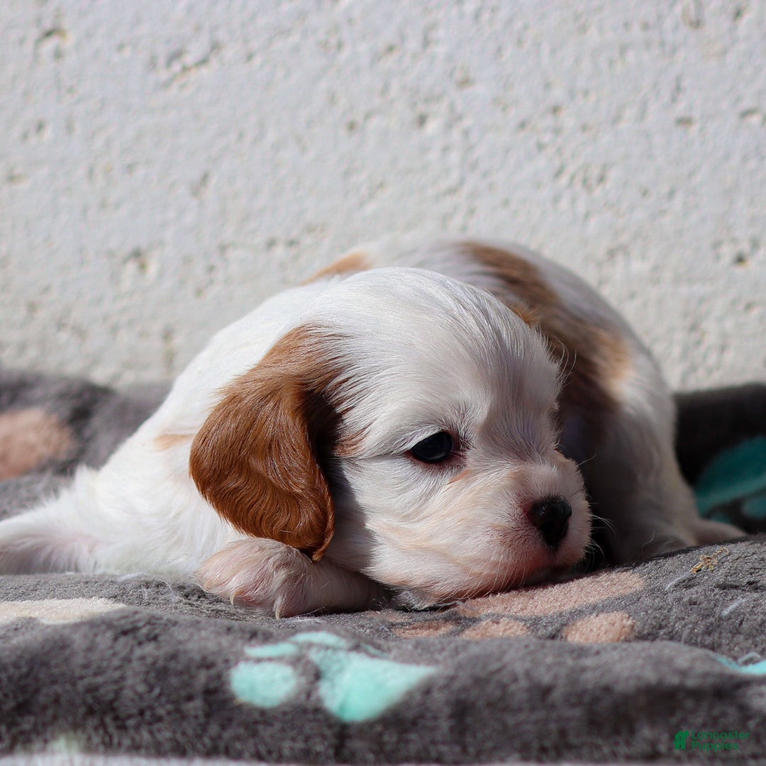 Cavalier King Charles Spaniel dogs for sale: Max - Ad 8