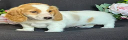 Miniature Dachshund dogs for sale: Dawson - Ad 3