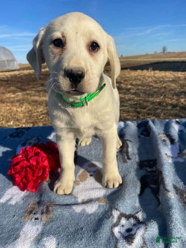 Labrador Retriever dogs Lily - Ad 42