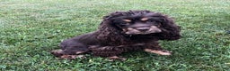 Cocker Spaniel dogs for sale: Ruby - Ad 8