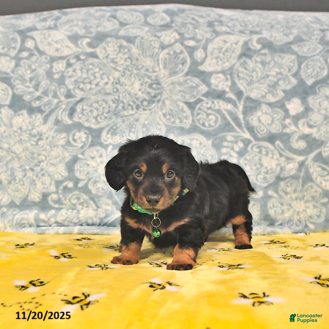 Miniature Dachshund dogs for sale: Prince   - Ad 5