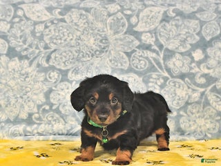 Miniature Dachshund dogs Prince - Ad 7