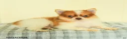 Pomeranian dogs for sale: Titus - Ad 5