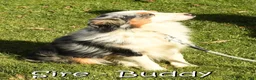 Miniature Australian Shepherd dogs for sale: Flash - Ad 11