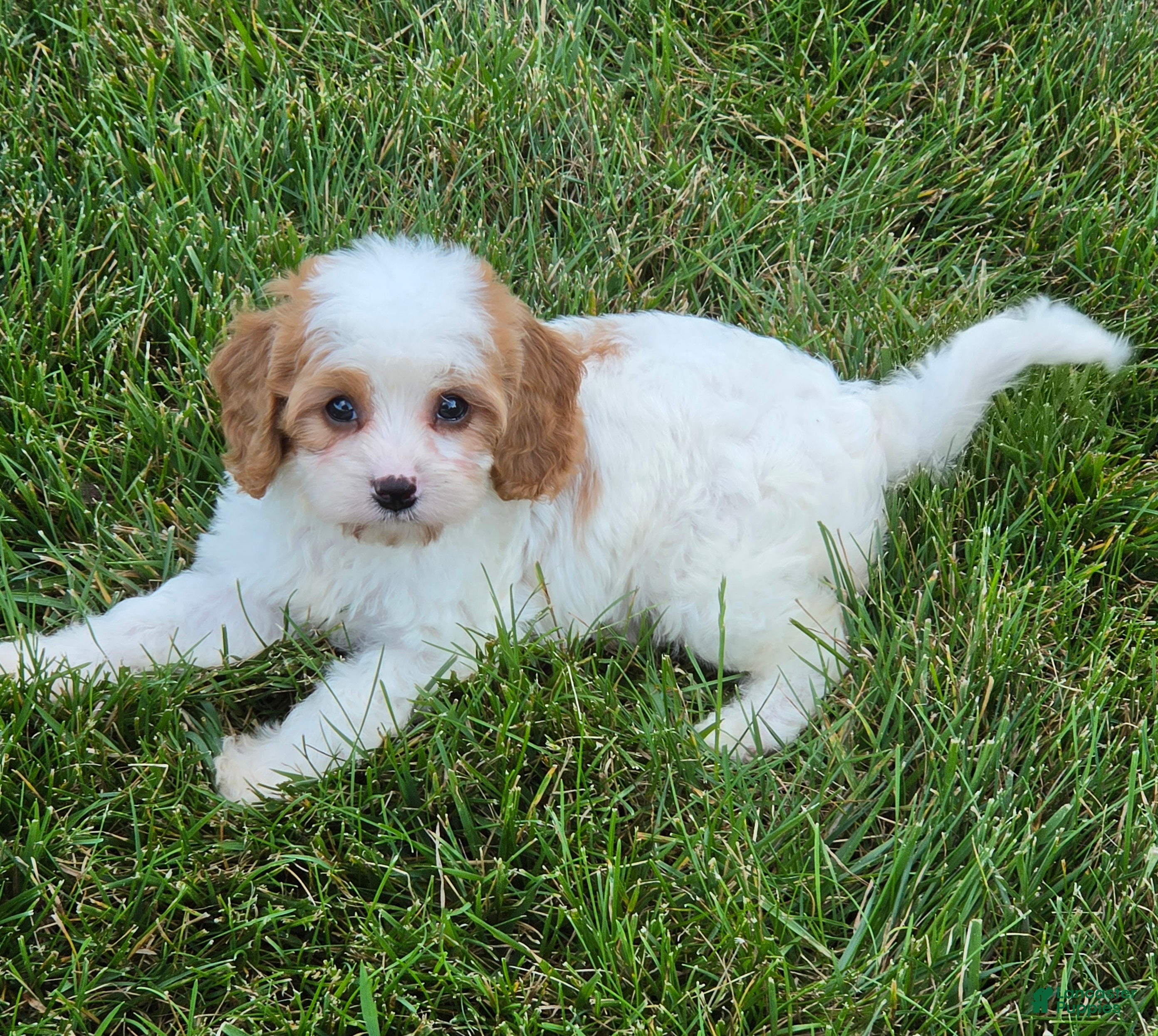 Cavapoo dogs Ellie - Ad 6