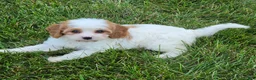 Cavapoo dogs for sale: Ellie - Ad 1
