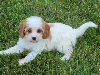 Cavapoo dogs Ellie - Ad 6