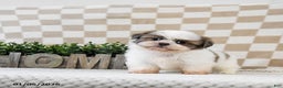 Shih Tzu dogs for sale: Zippy - Ad 2