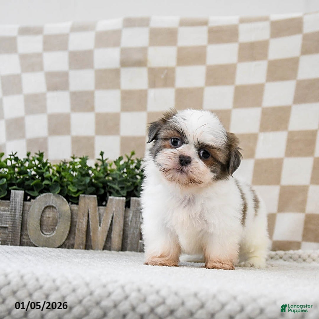 Shih Tzu dogs for sale: Zippy - Ad 2