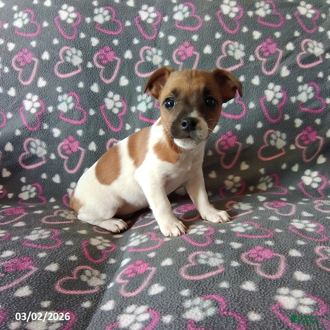 Jack Russell Terrier dogs for sale: Trina - Ad 1